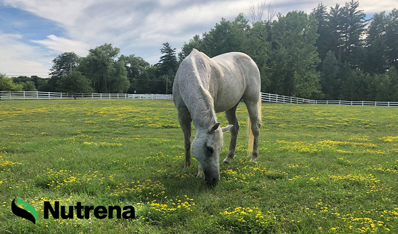 The Changing Nutritional Needs of your Horse