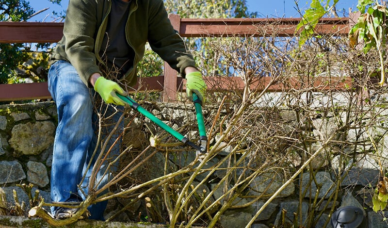 Spring Yard Cleanup Checklist