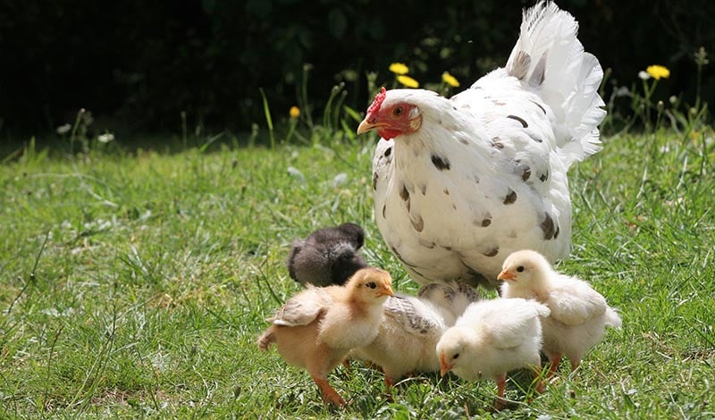 BABY CHICKS WITH HEN