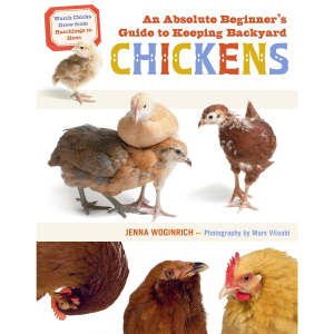 An Absolute Beginner’s Guide to Keeping Backyard Chicken