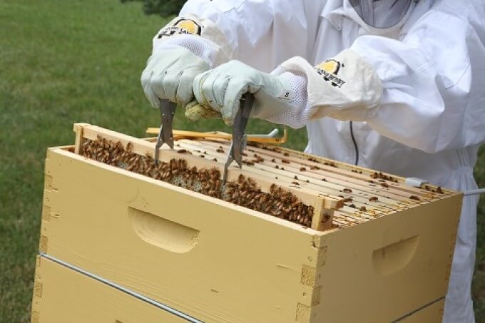 The 8 Time-Tested Parts of a Beekeeper Hive