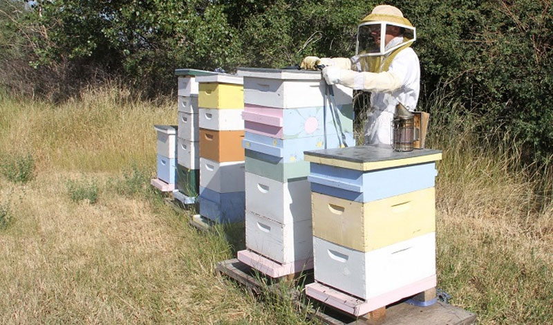 When to Add Honey Supers to a Standard Hive