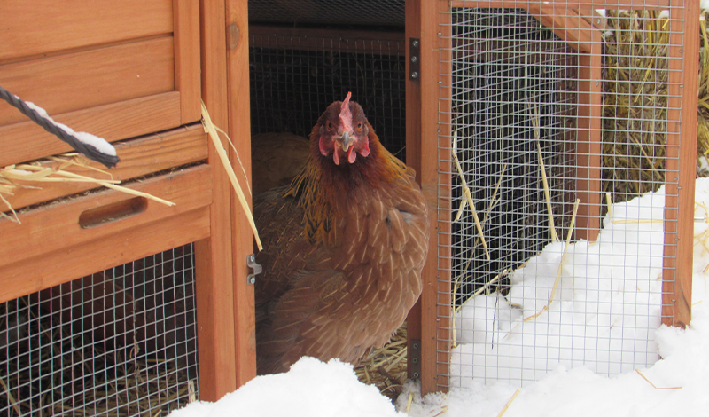 Your Backyard Chicken Coop
