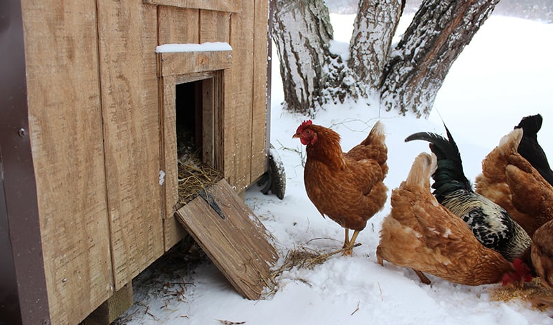 Winterizing your chicken coop
