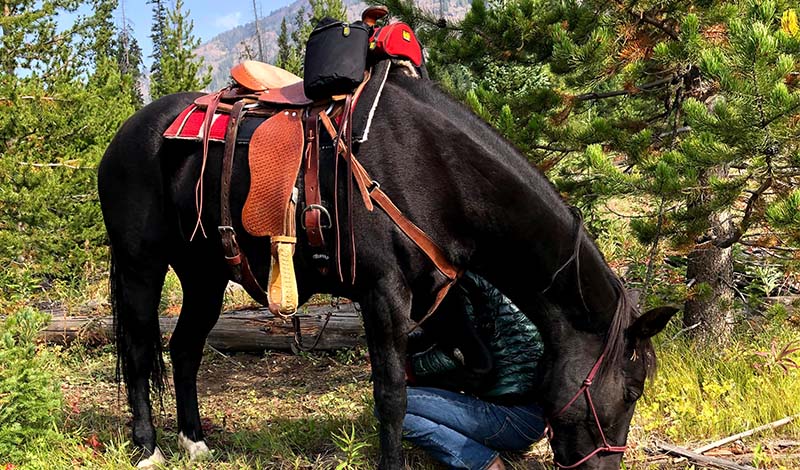  Horse Emergency Kit for the Backcountry